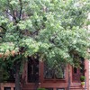 An oak tree in Prospect Heights survived Irene